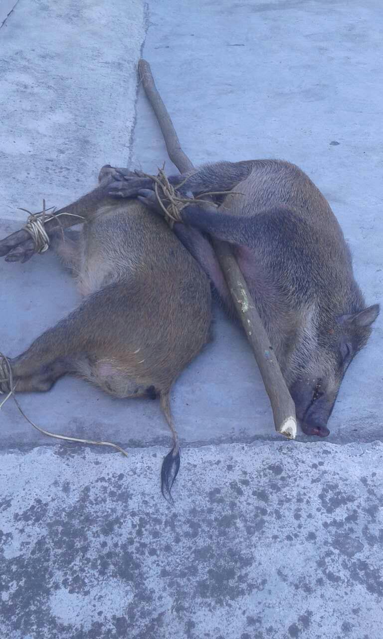 捕獵的野豬