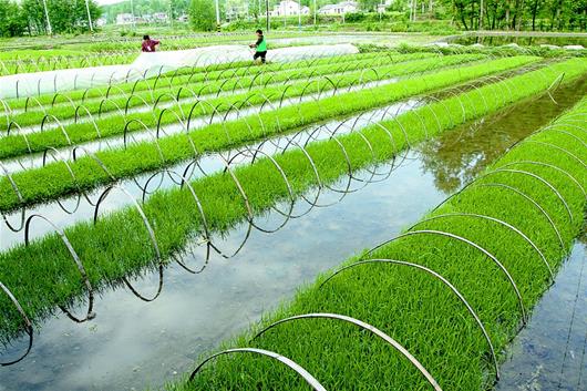 房縣建節(jié)水渠道旱地變水田 助力水稻增產(chǎn)農(nóng)民增收