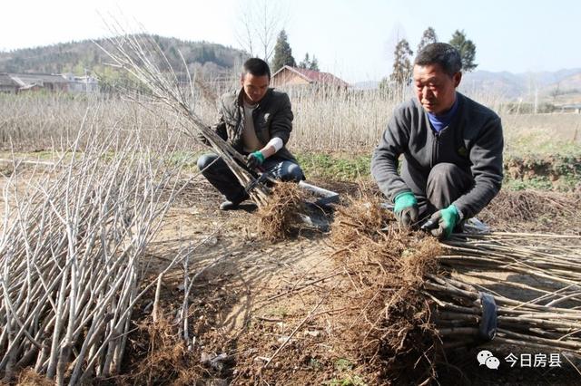 一位農(nóng)民的成功嘗試