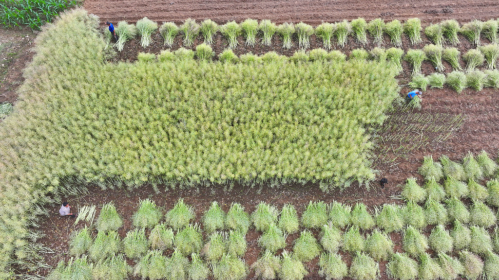 油菜豐收 農(nóng)戶搶收