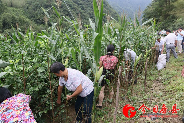 房縣召開(kāi)銀杏“種管收”觀摩現(xiàn)場(chǎng)會(huì)