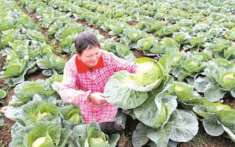 采收包菜