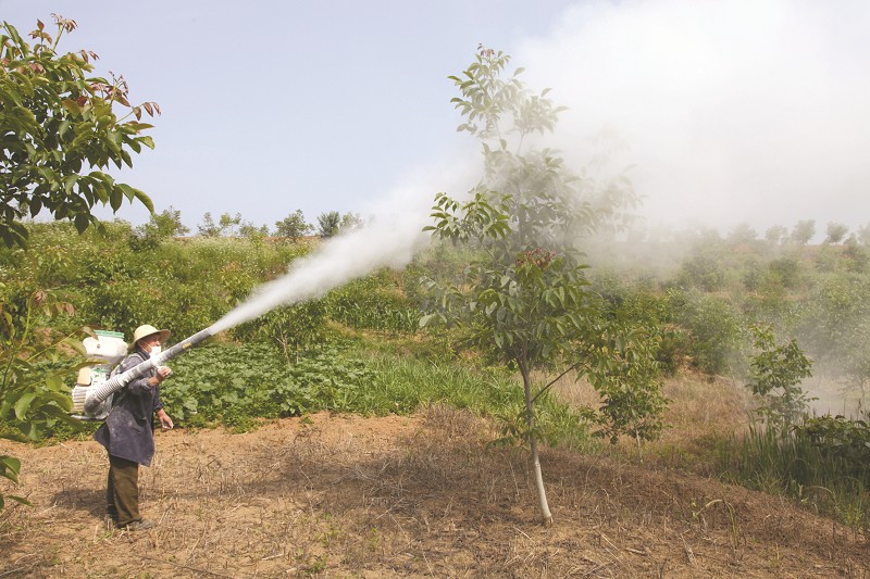 房縣大木廠鎮(zhèn)綜合管護核桃基地