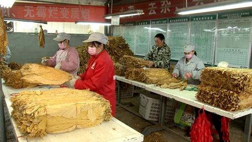 九道鄉8500畝煙葉喜獲豐收