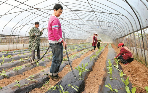 大棚蔬菜成農民致富增收“錢串子”