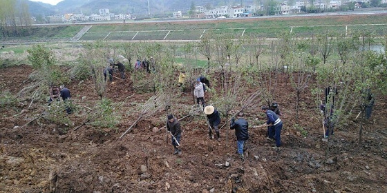 房縣建成首個櫻花主題街頭游園