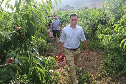 家庭農(nóng)場桃紅迎客來