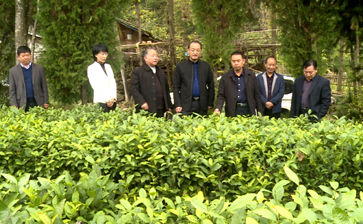 縣人大開展茶葉產業專項檢查活動