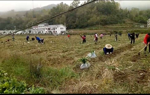 房縣莊房村：干群合力種茶忙  產業致富奔小康