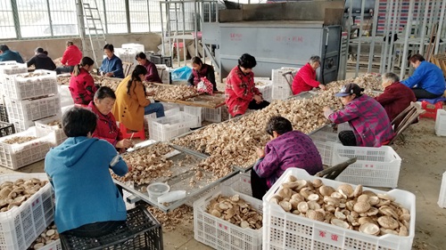 回龍：香菇飄香促農增收