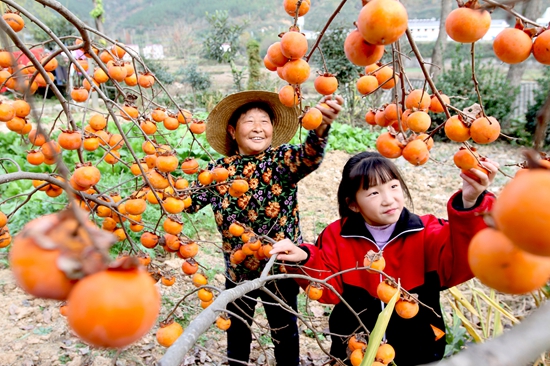 房縣：火紅柿子成了農(nóng)民致富的“金果果”