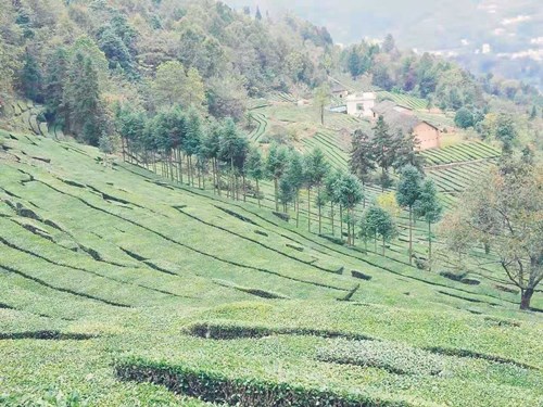 姚坪鄉(xiāng)改造老茶園??富民產(chǎn)業(yè)再升級