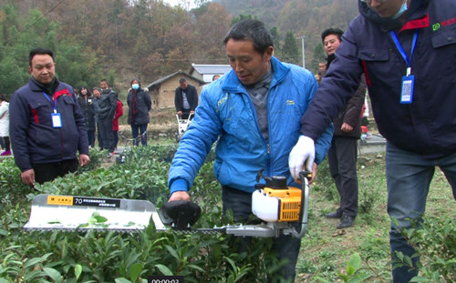 西溝村：現代化機械生產培訓 為茶業發展保駕護航