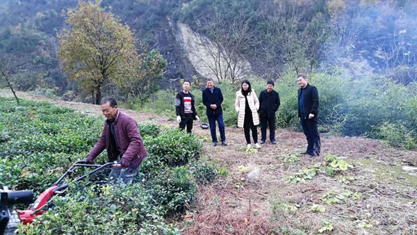 房縣姚坪鄉：三措并舉興茶業 強鄉富民奔富路