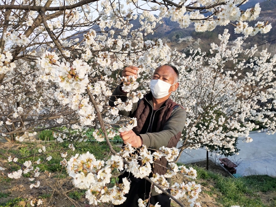 房縣一農(nóng)民給櫻桃樹疏花實行“計劃生育”