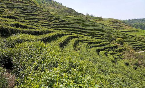 桂坪村：茶葉扶貧車間吸納群眾就近就業(yè)
