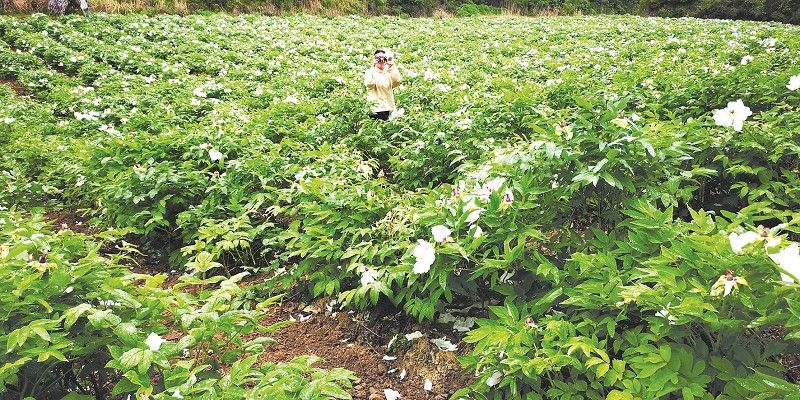 大木廠鎮：牡丹花開迎客來