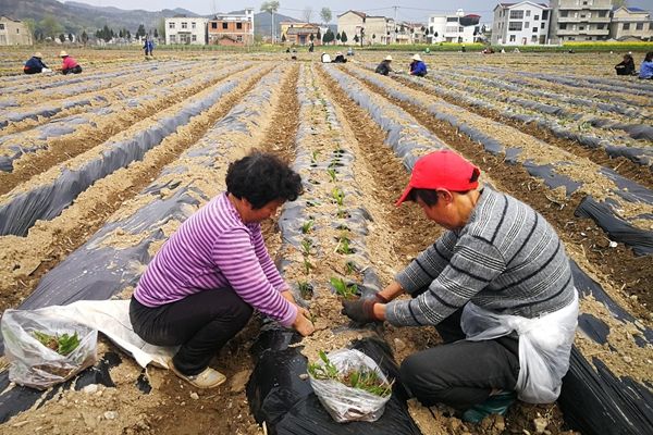 軍店鎮(zhèn)向家灣村全力打造白芨產(chǎn)業(yè)示范村