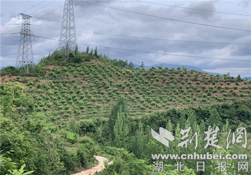房縣：堅持生態立縣 實現綠色崛起
