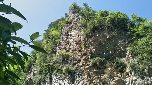 上龕崖蜜：蜂箱“升天”  打造中蜂產業“2.0版本”
