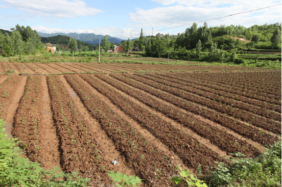 紅塔鎮：抓村級治理能力提升 發展壯大村集體經濟