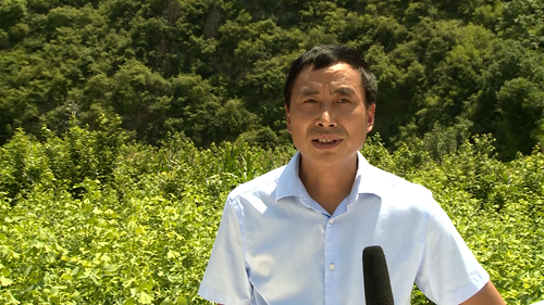 《記者走基層》姚坪鄉化口村：   采收銀杏葉 收獲新希望