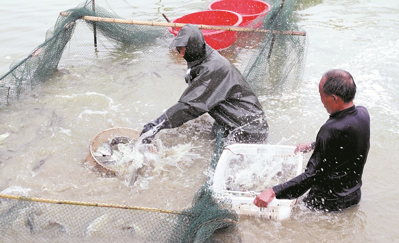 水美魚肥