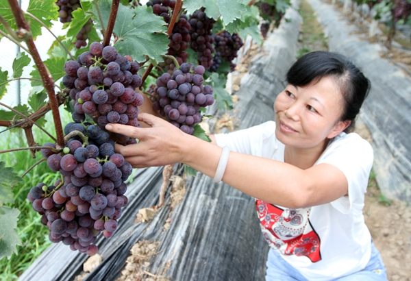 房縣農民入股建果蔬園促進增收