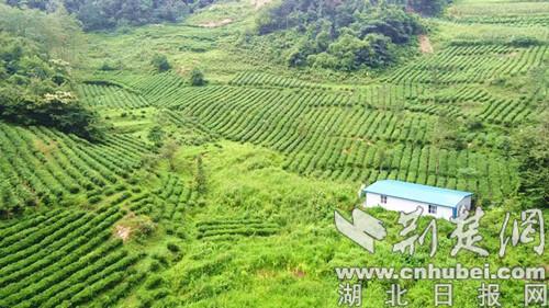 房縣窯淮鎮2.8萬余畝茶園助農戶脫貧