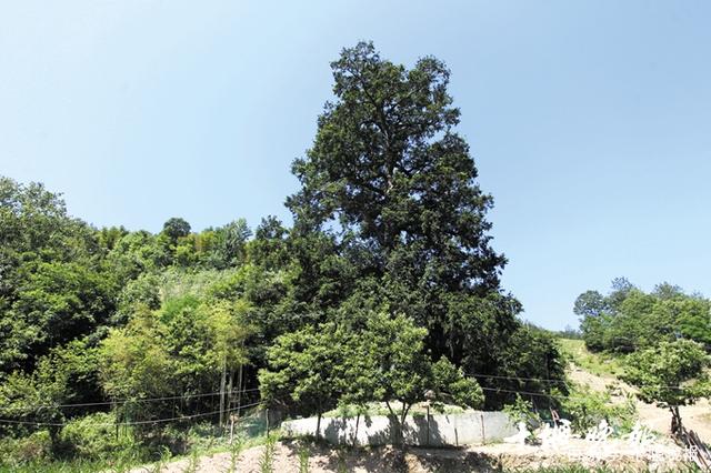 房縣一村3棵500年樹齡的鐵堅油杉相依相伴