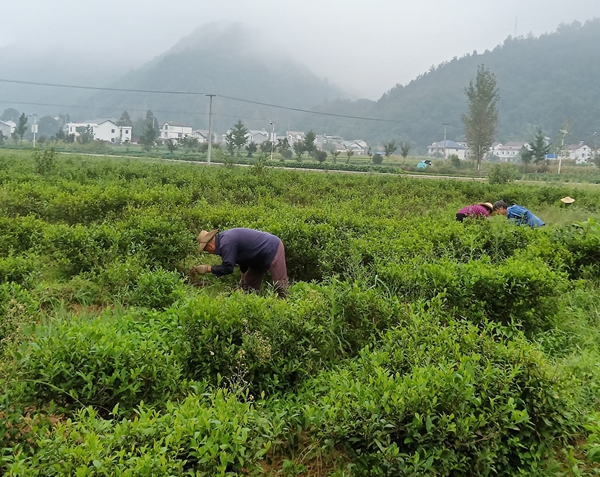 房縣“司南茶葉合作社”助力百姓增收