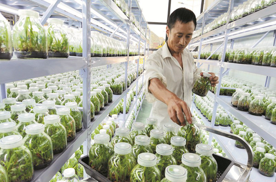 藥材產業(yè)助民致富