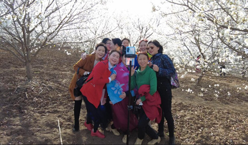 十里櫻花綻放滿園 引得眾多游人前來(lái)打卡拍照