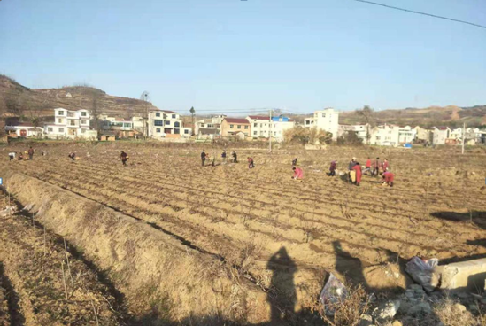 軍店鎮(zhèn)：人勤春早種藥忙