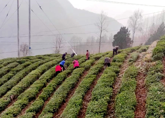 房縣姚坪鄉：搶春耕、抓農時、興茶葉