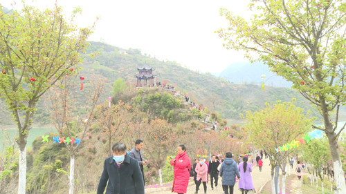 姚坪鄉：櫻花島盛大開園 引得四方游客紛至沓來