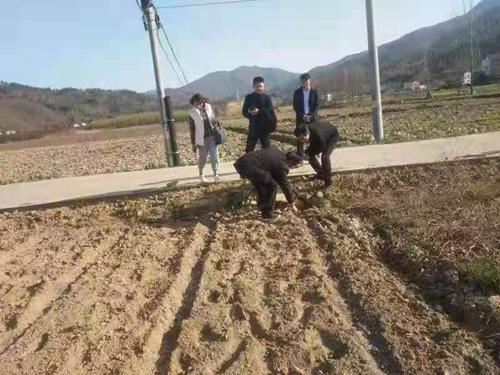 我縣啟動(dòng)煙葉面積核查工作