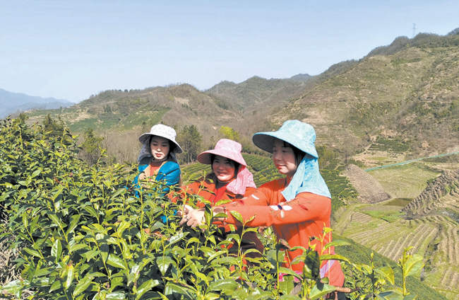 茶園飄茶香 茶農采茶忙