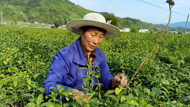 窯淮鎮：采茶女家門口打工好掙錢