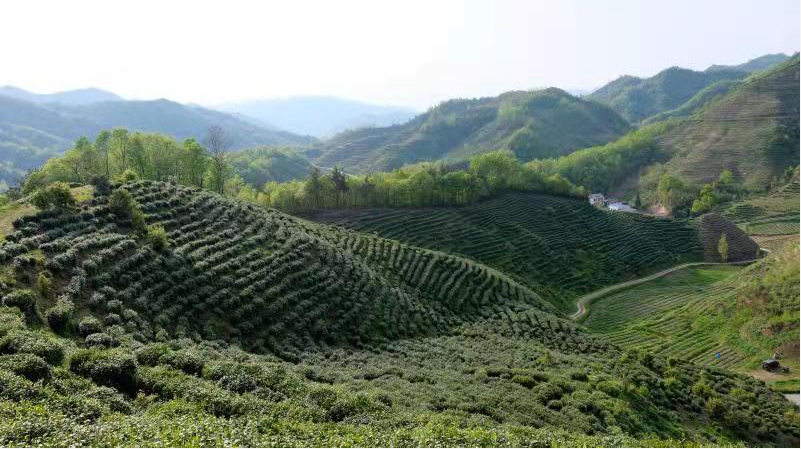 房縣窯淮鎮：茶旅融合 吸引游客接踵來