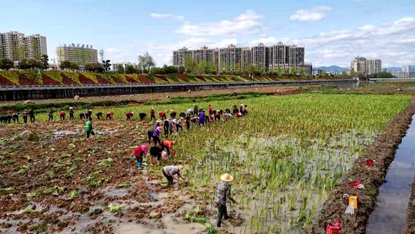 縣住建局：栽植菖蒲  綠化家園