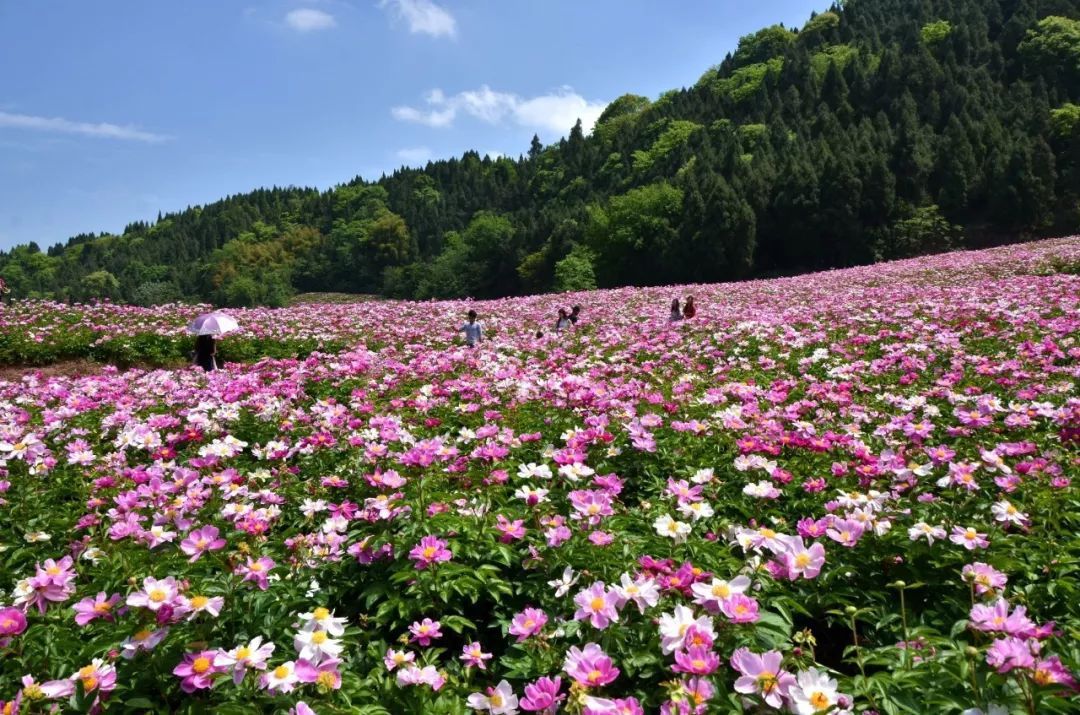 從致富能人到村支書 始終走產業發展之路