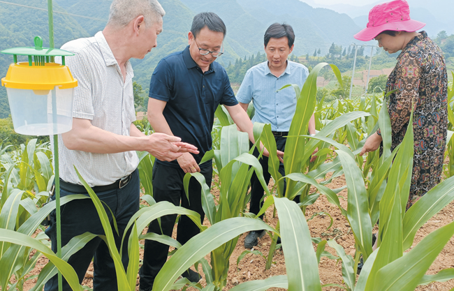房縣：科學防控農作物害蟲