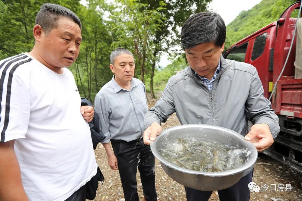 快來看，國家級“魚寶寶”來房縣安家啰！