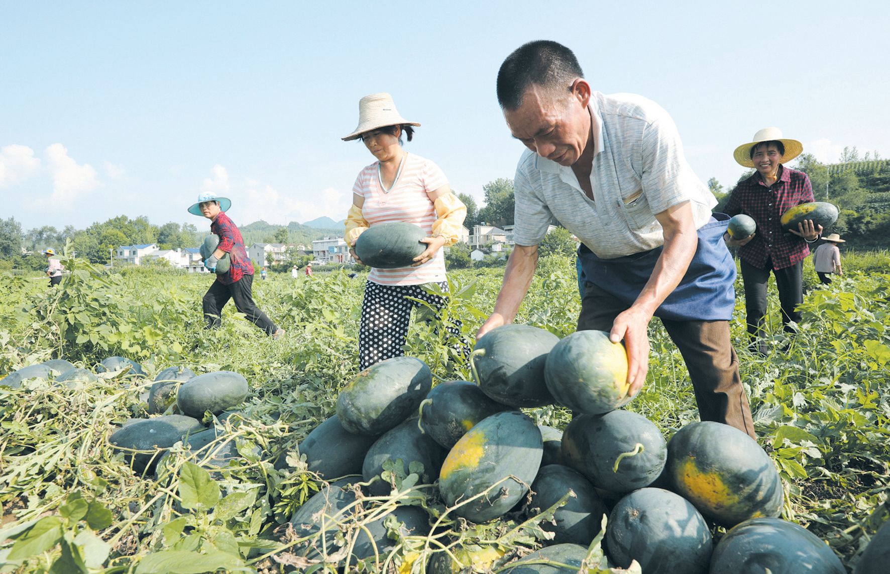 西瓜熟日子甜