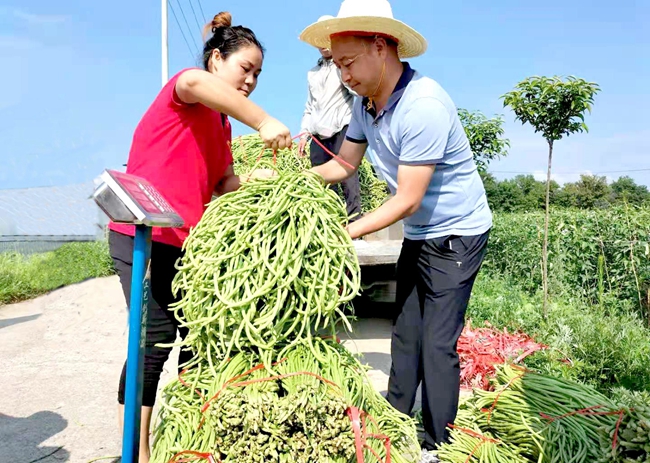 化龍堰鎮(zhèn)：果蔬喜獲豐收