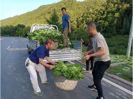 野人谷鎮(zhèn)三座庵村：高山蔬菜效益好 鄉(xiāng)村振興產(chǎn)業(yè)旺