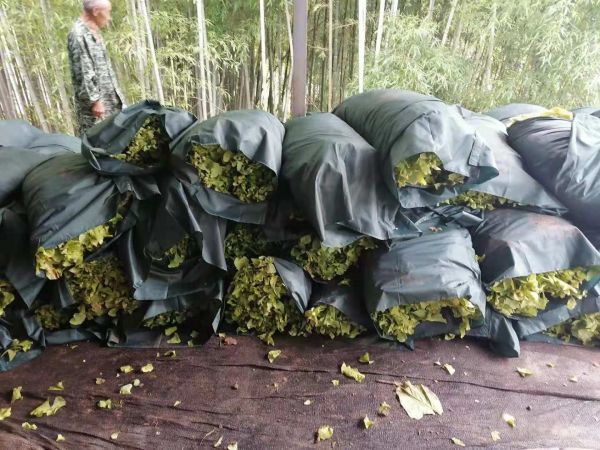 房縣：用綠色迎來(lái)增收的底色