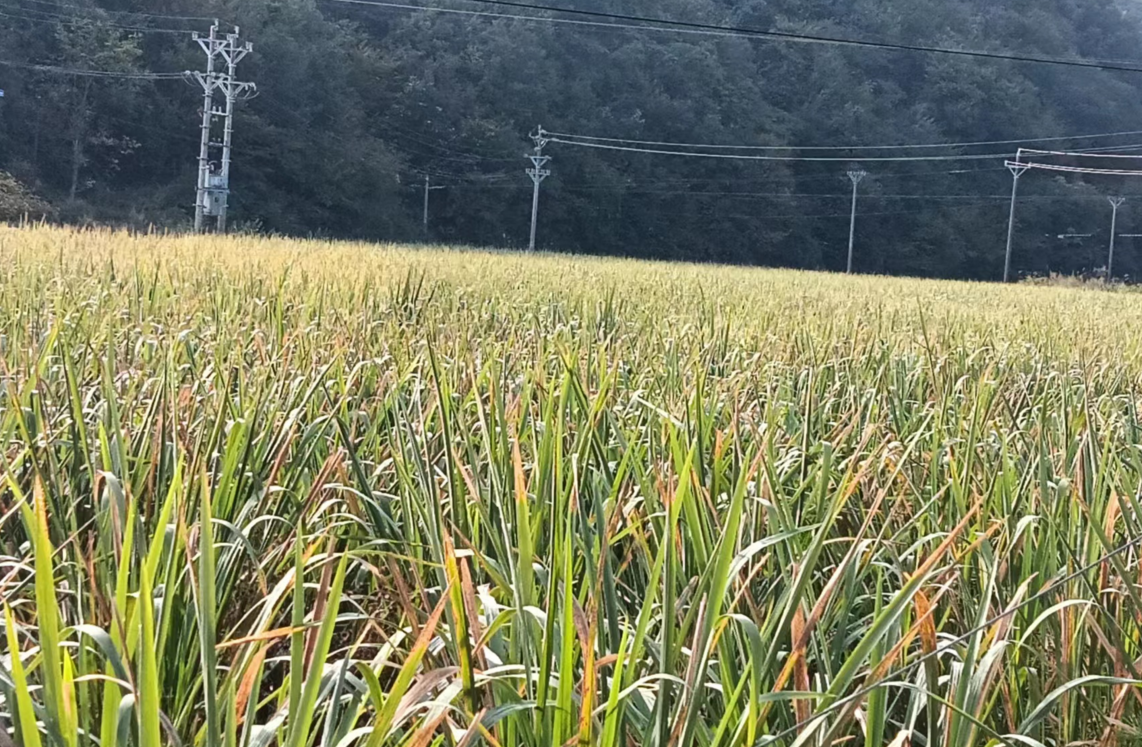 白鶴鎮東浪村茭白喜迎豐收季 綠了鄉村富了農民興了農業