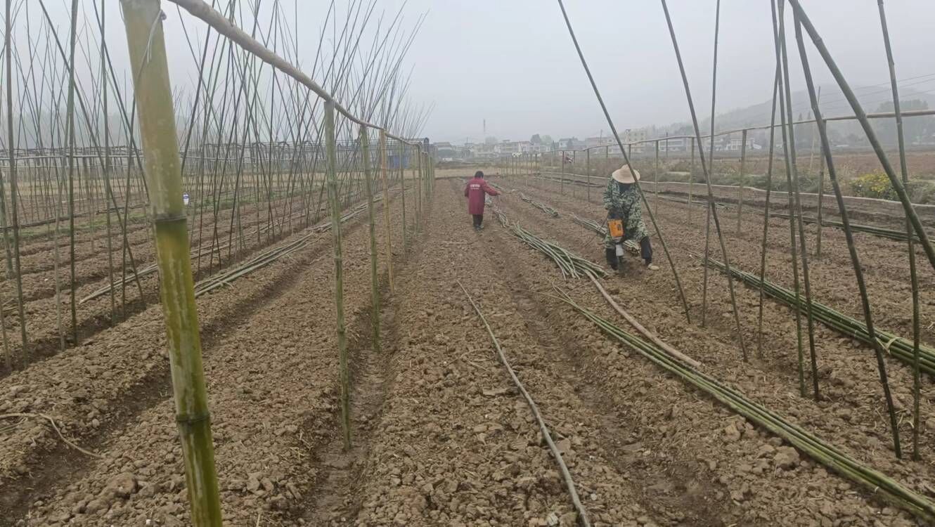 房縣羊肚菌基地建設正穩步推進